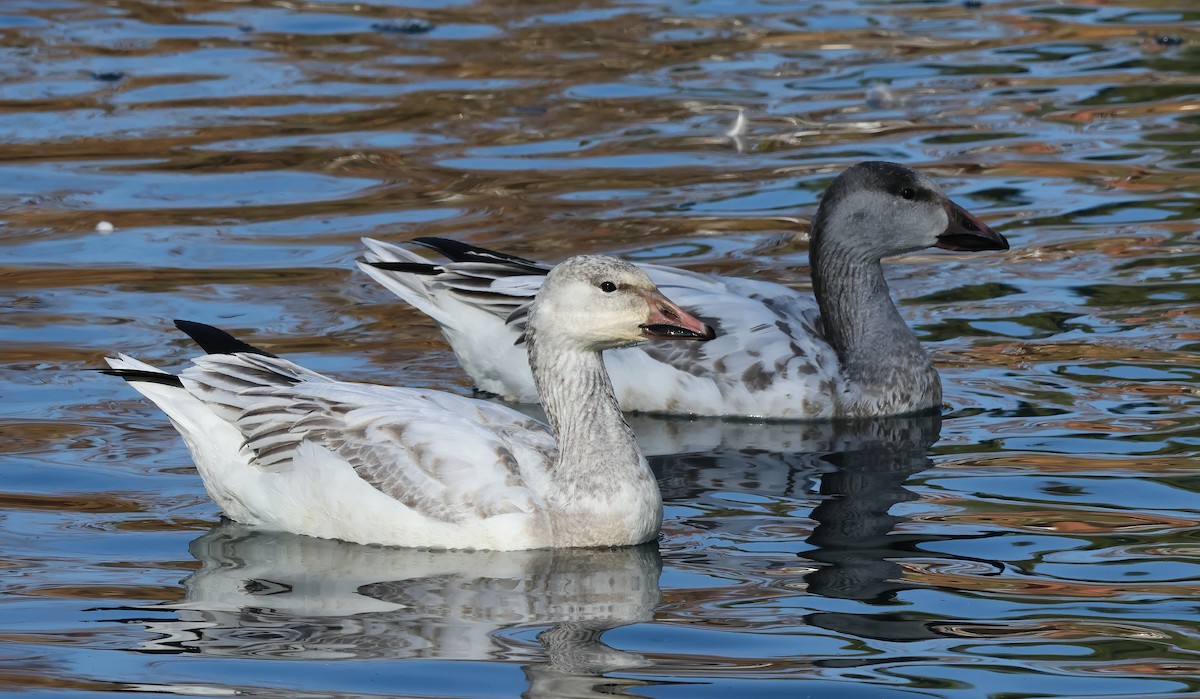 Snow Goose - ML627826736