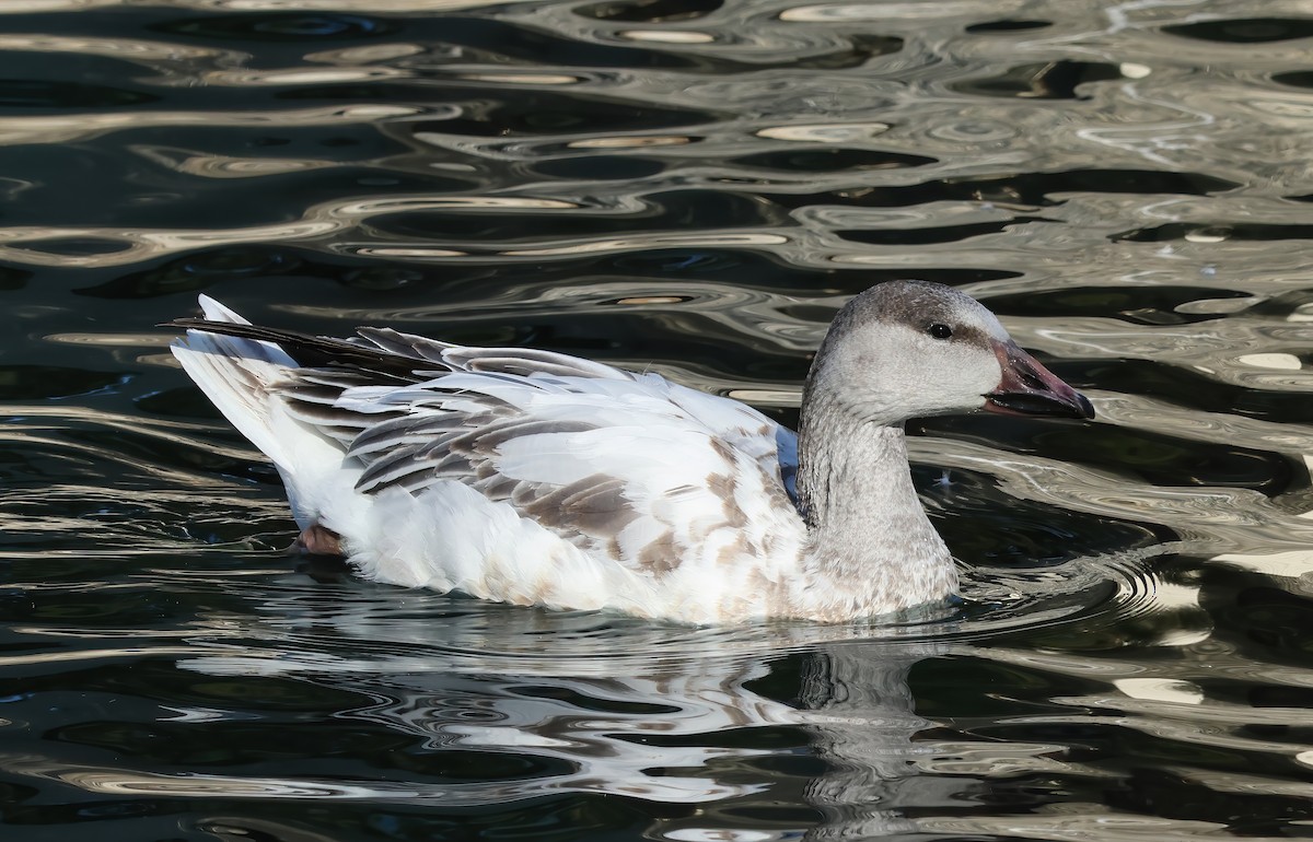 Snow Goose - ML627826737