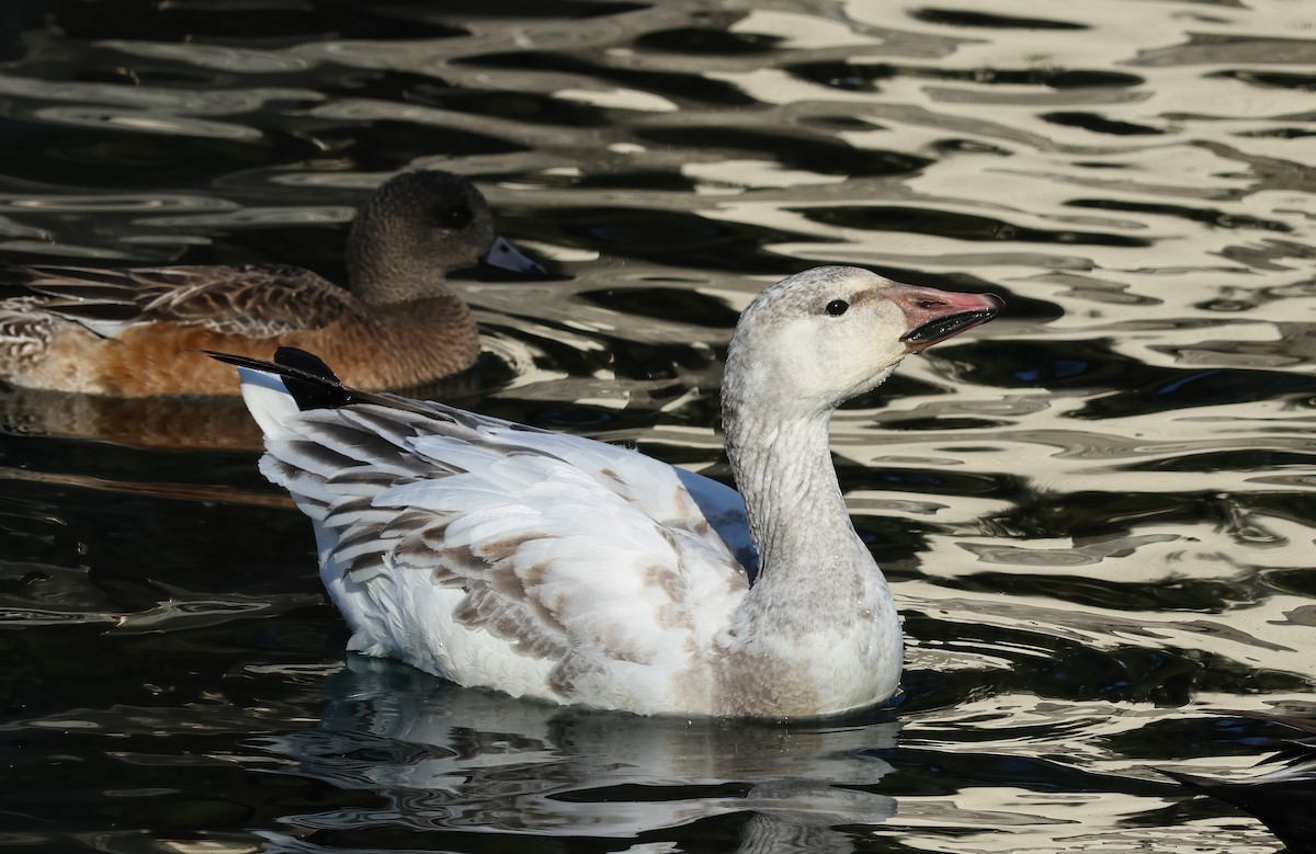 Snow Goose - ML627826738