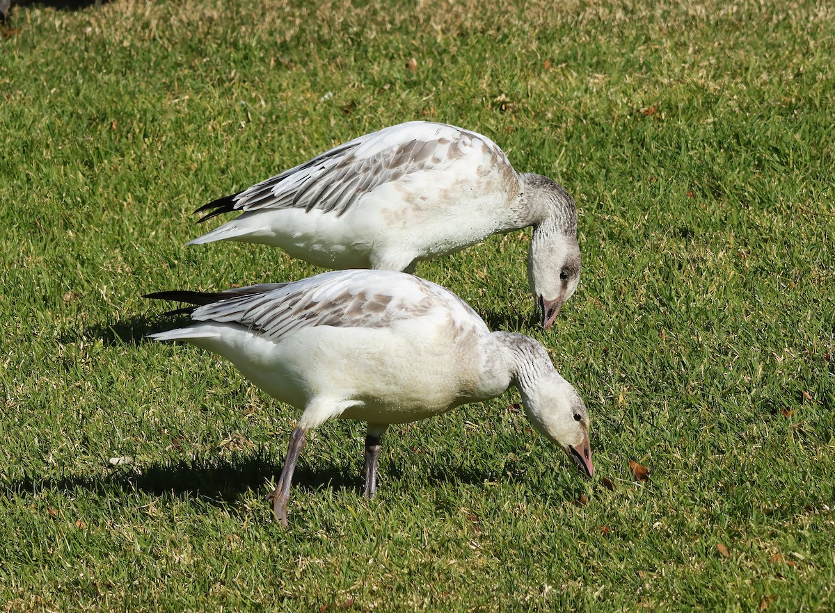 Snow Goose - ML627826740