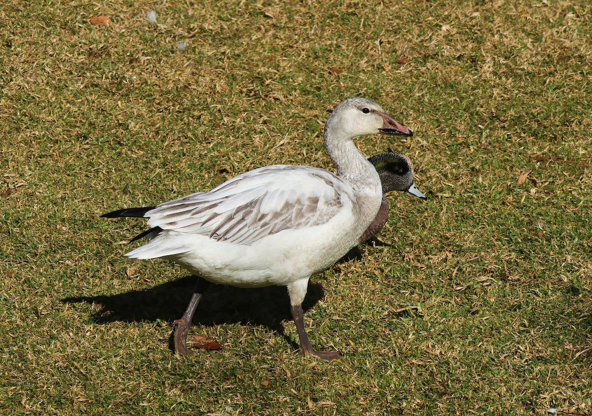 Snow Goose - ML627826741