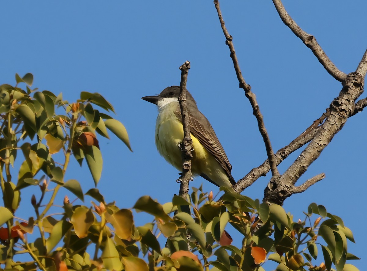 Thick-billed Kingbird - ML627826787