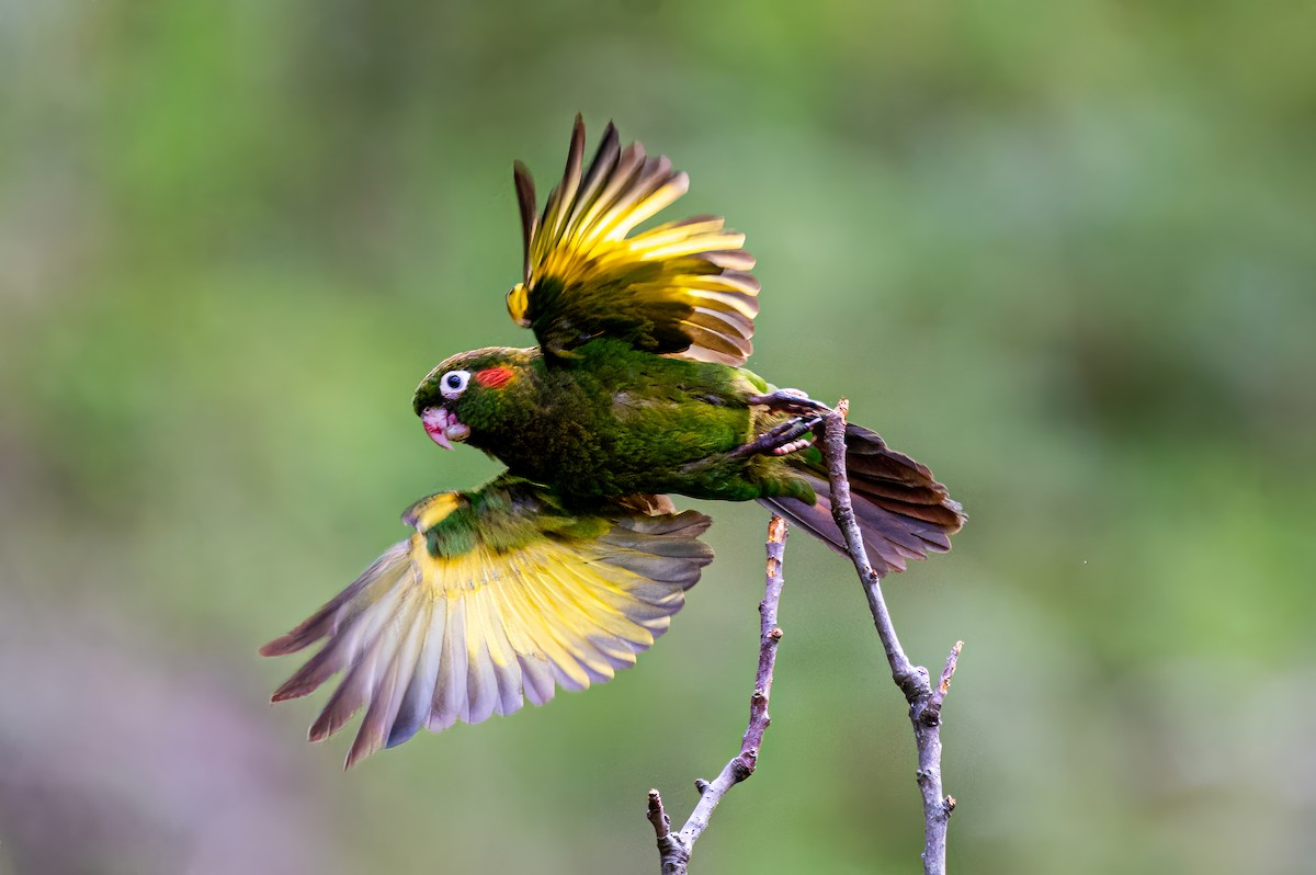 Sulphur-winged Parakeet - ML627826790