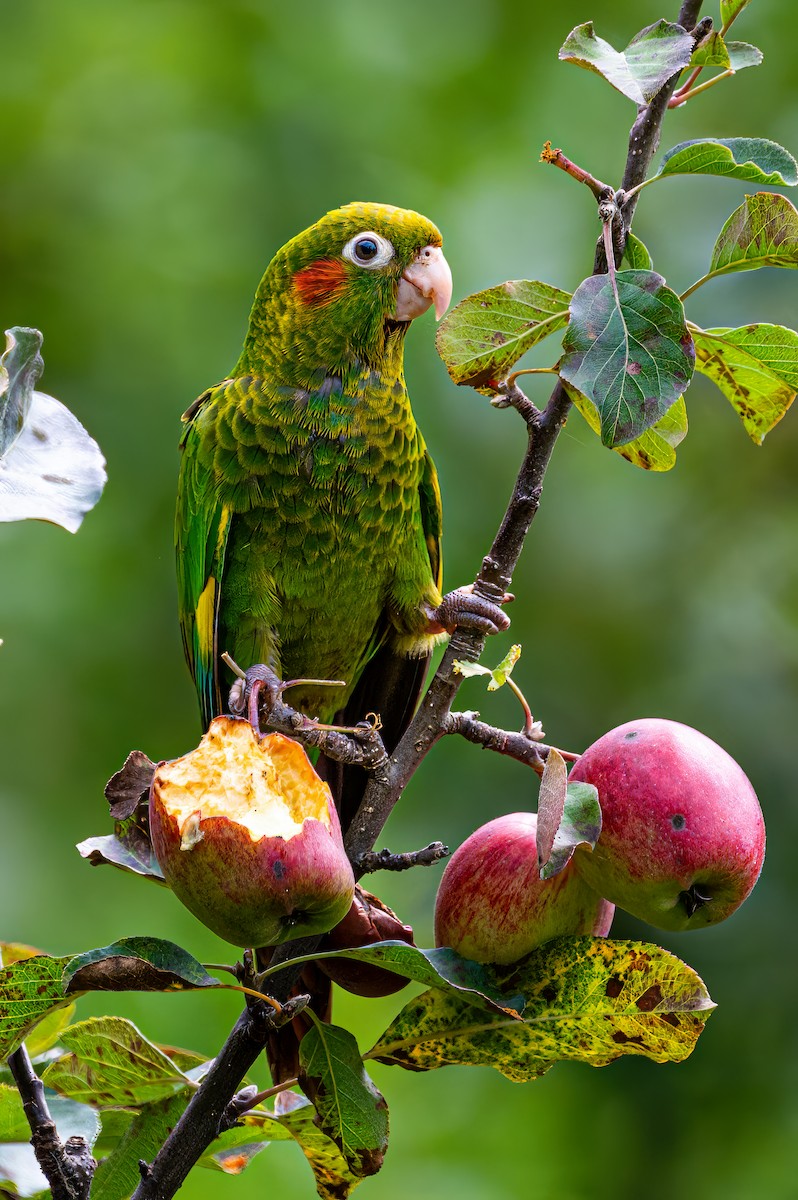 Sulphur-winged Parakeet - ML627826791