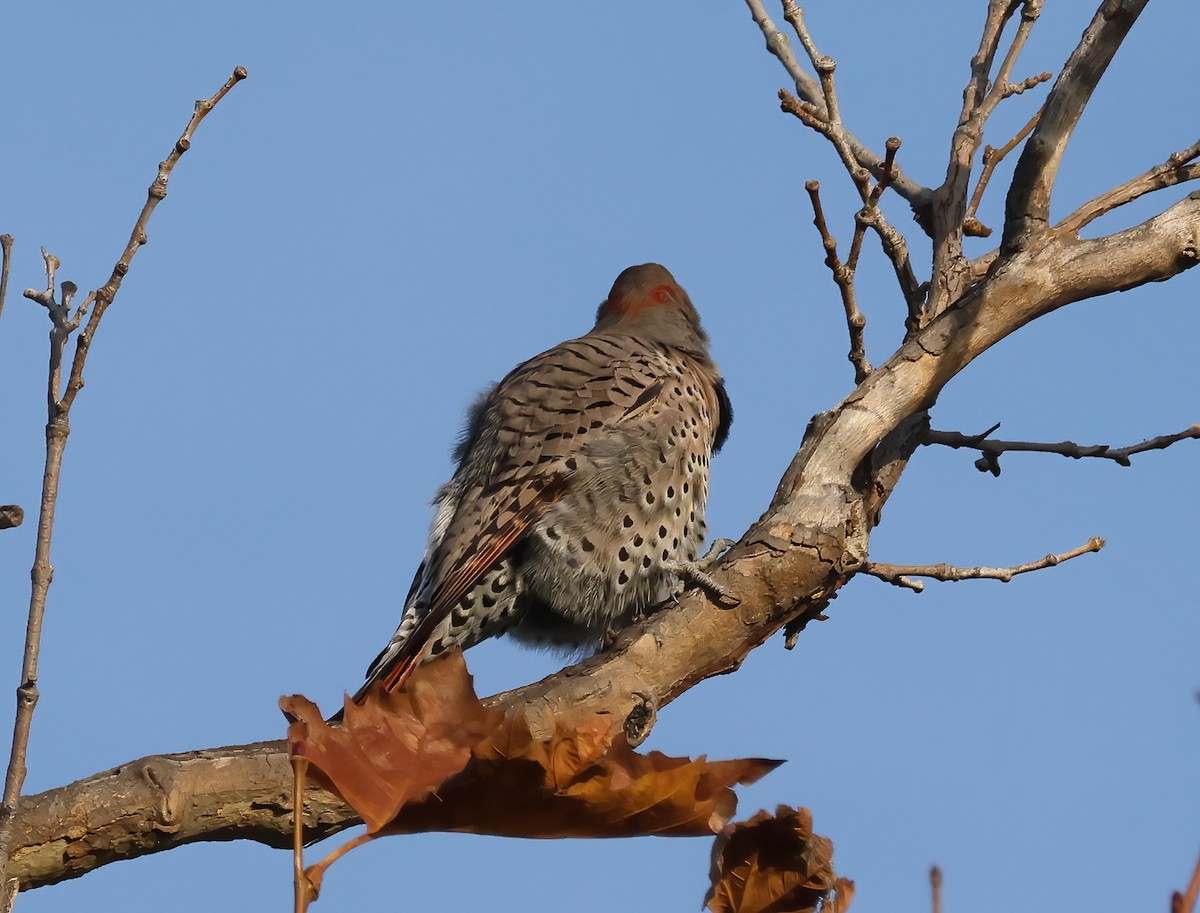 Northern Flicker (Yellow-shafted x Red-shafted) - ML627826797