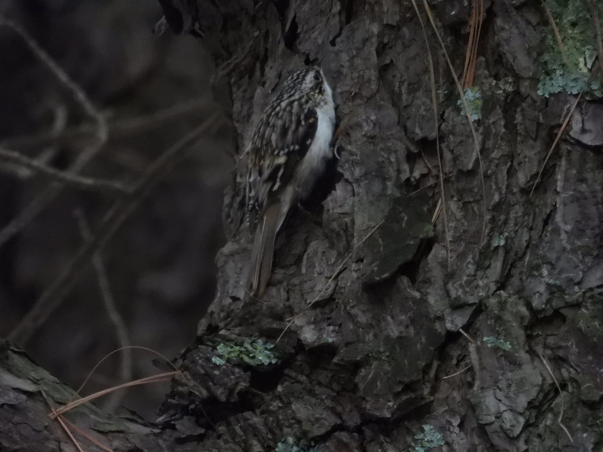 Brown Creeper - ML627826799