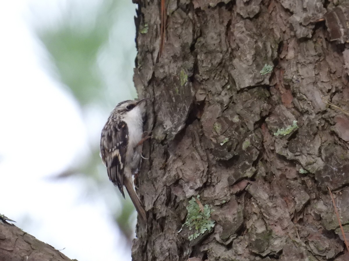 Brown Creeper - ML627826801