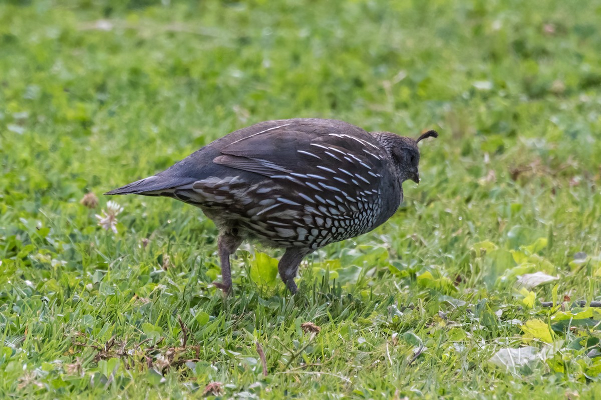 カンムリウズラ - ML627826817