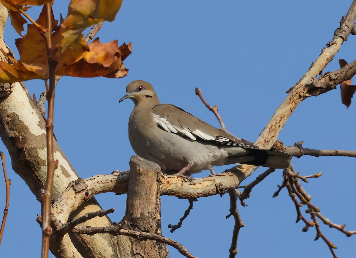 White-winged Dove - ML627826820