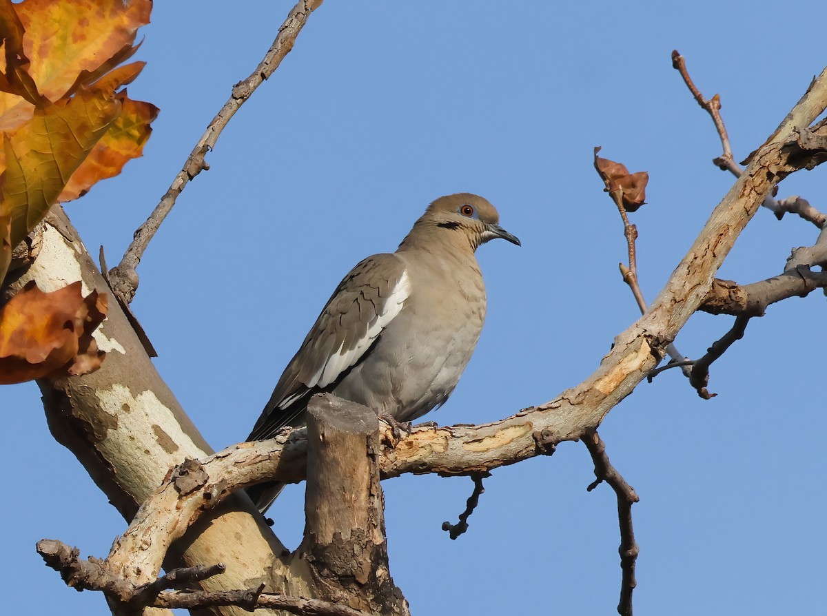 White-winged Dove - ML627826824