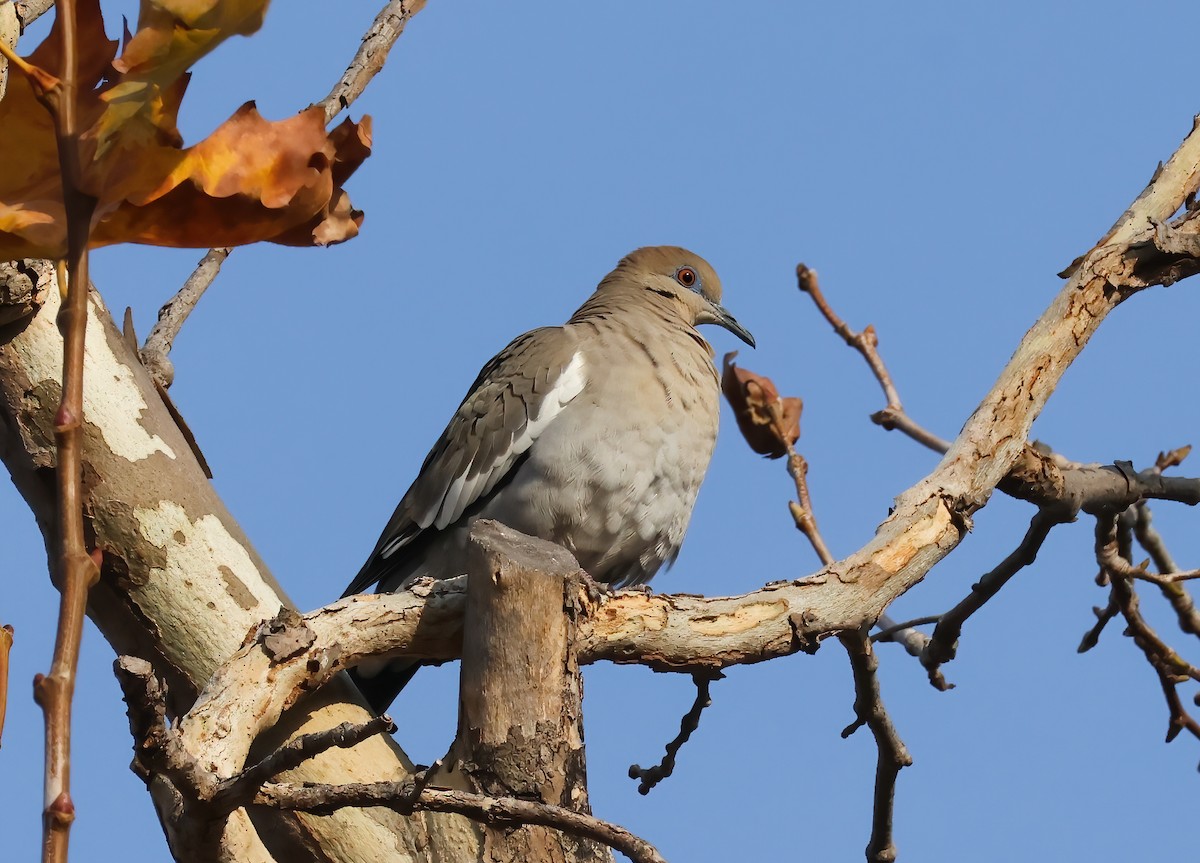 White-winged Dove - ML627826825