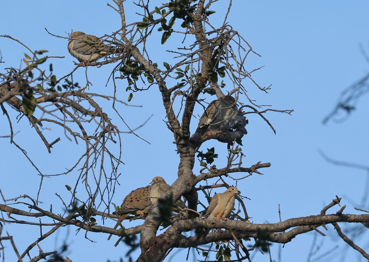 White-winged Dove - ML627826830