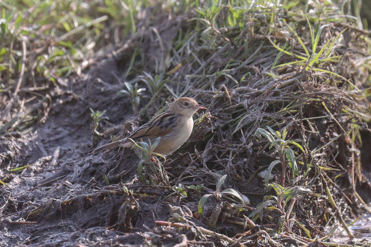 Winding Cisticola - ML627826838