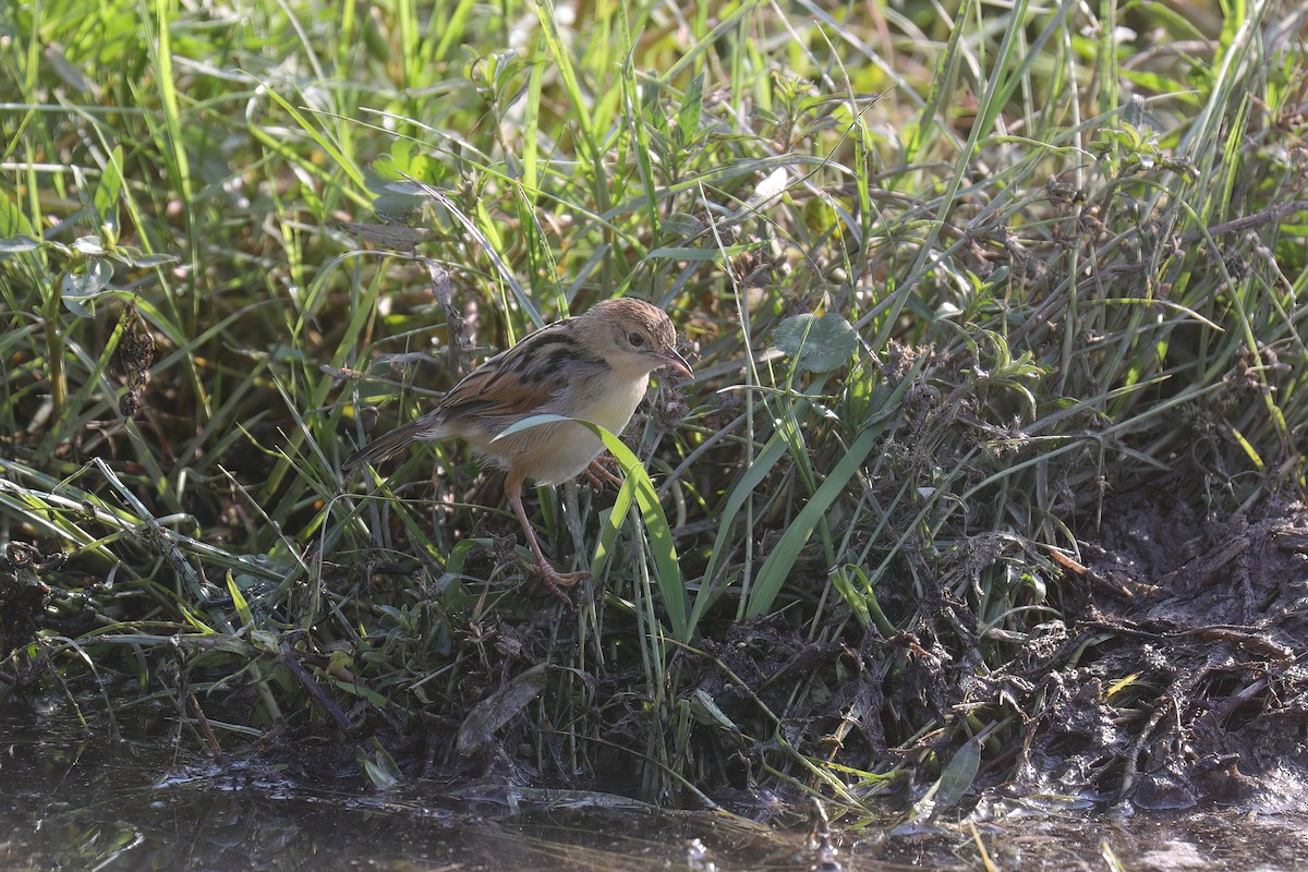 Winding Cisticola - ML627826840