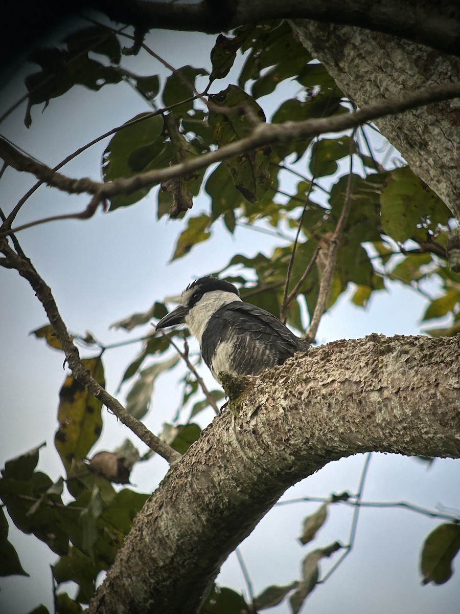 White-necked Puffbird - ML627826864