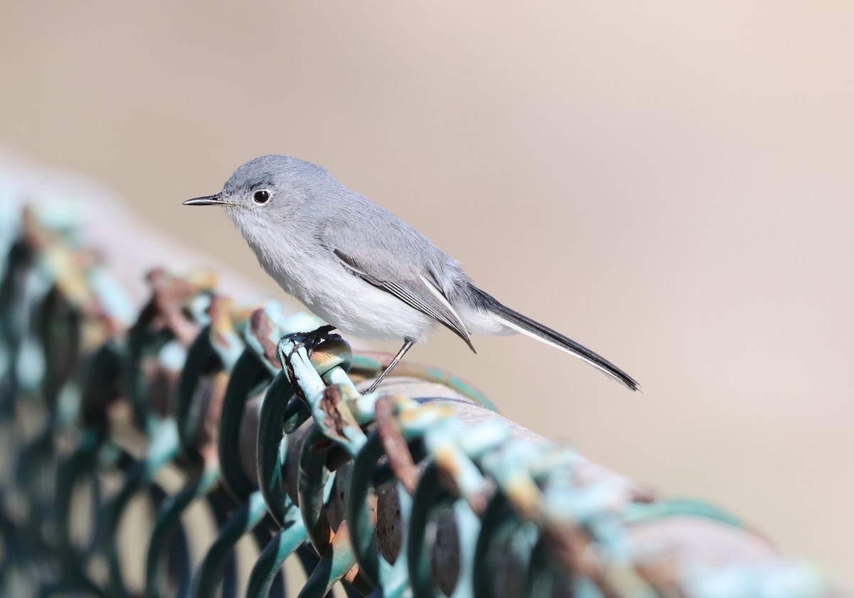 Blue-gray Gnatcatcher - ML627826898