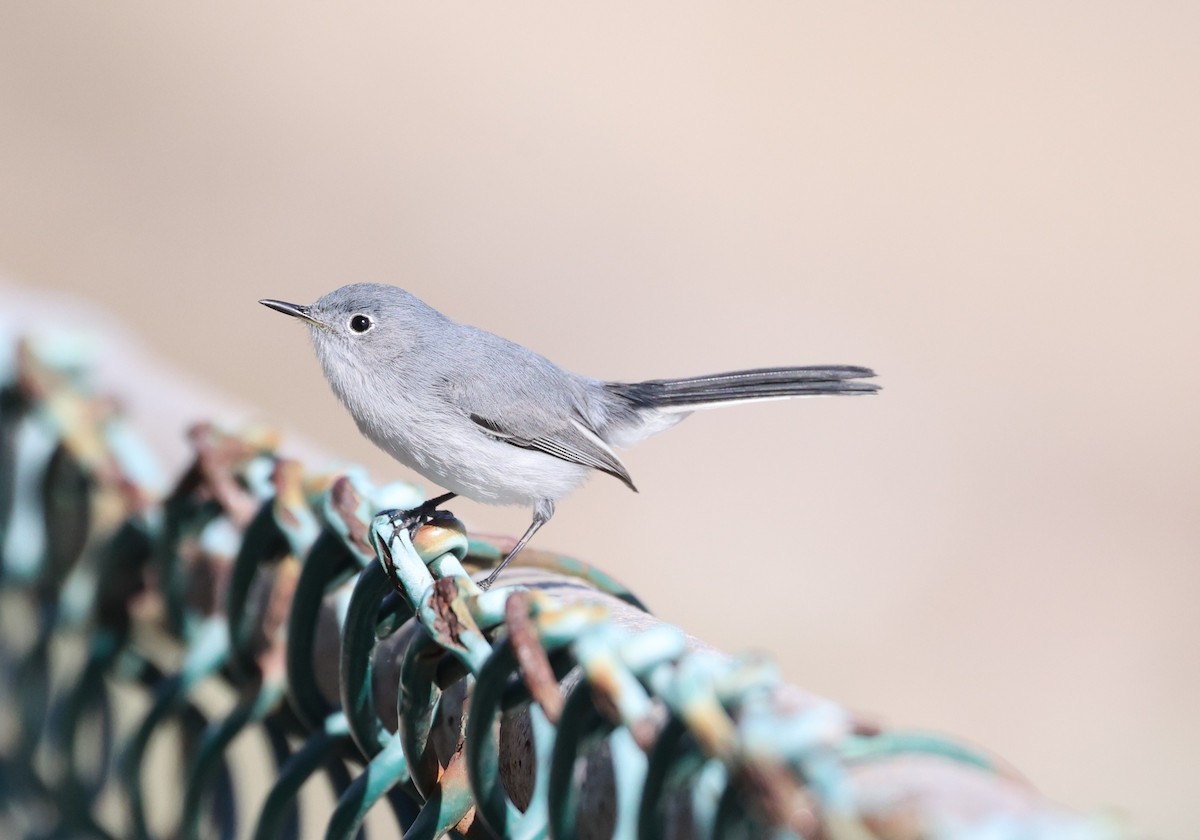 Blue-gray Gnatcatcher - ML627826899