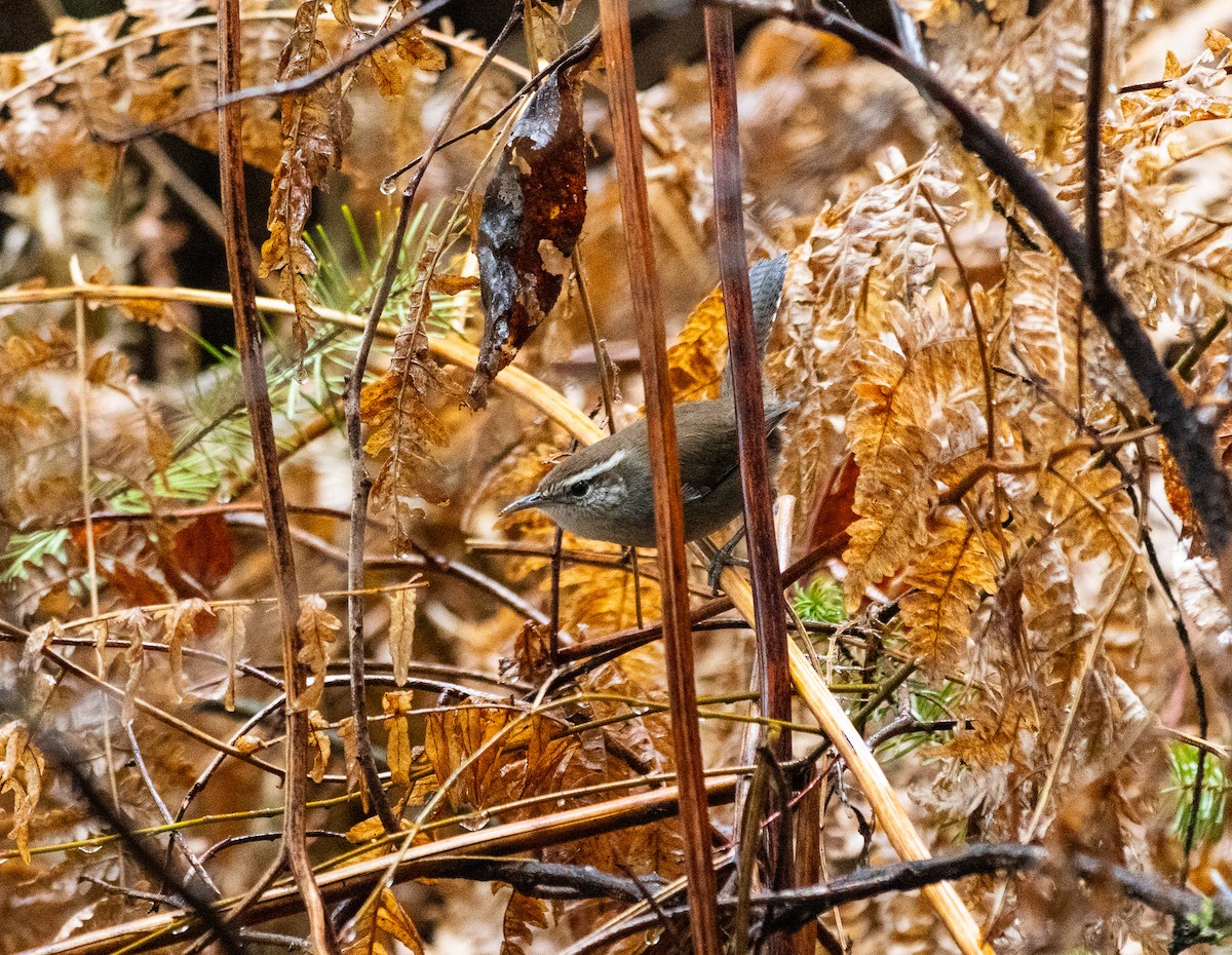 Bewick's Wren - ML627826937