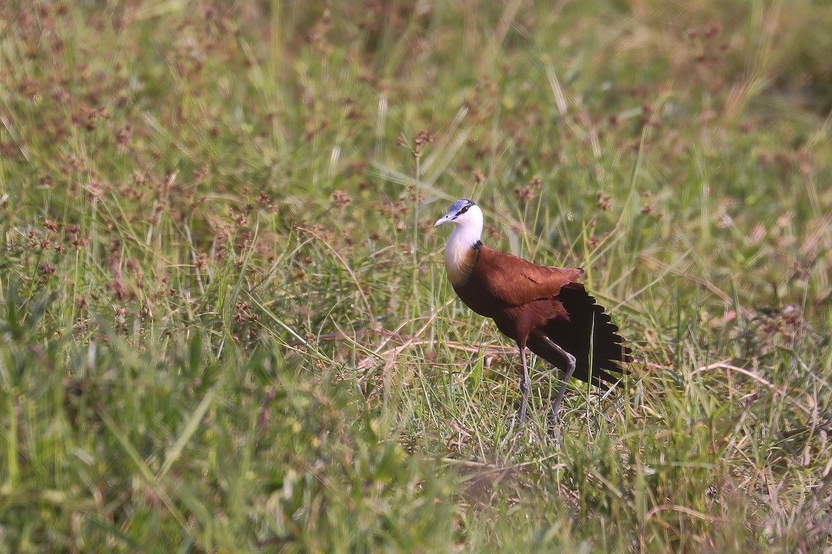 African Jacana - ML627826950