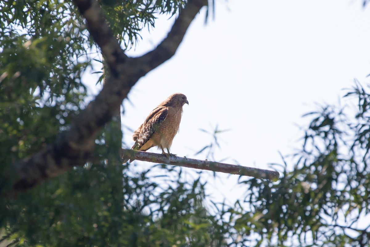 Red-shouldered Hawk - ML627826976