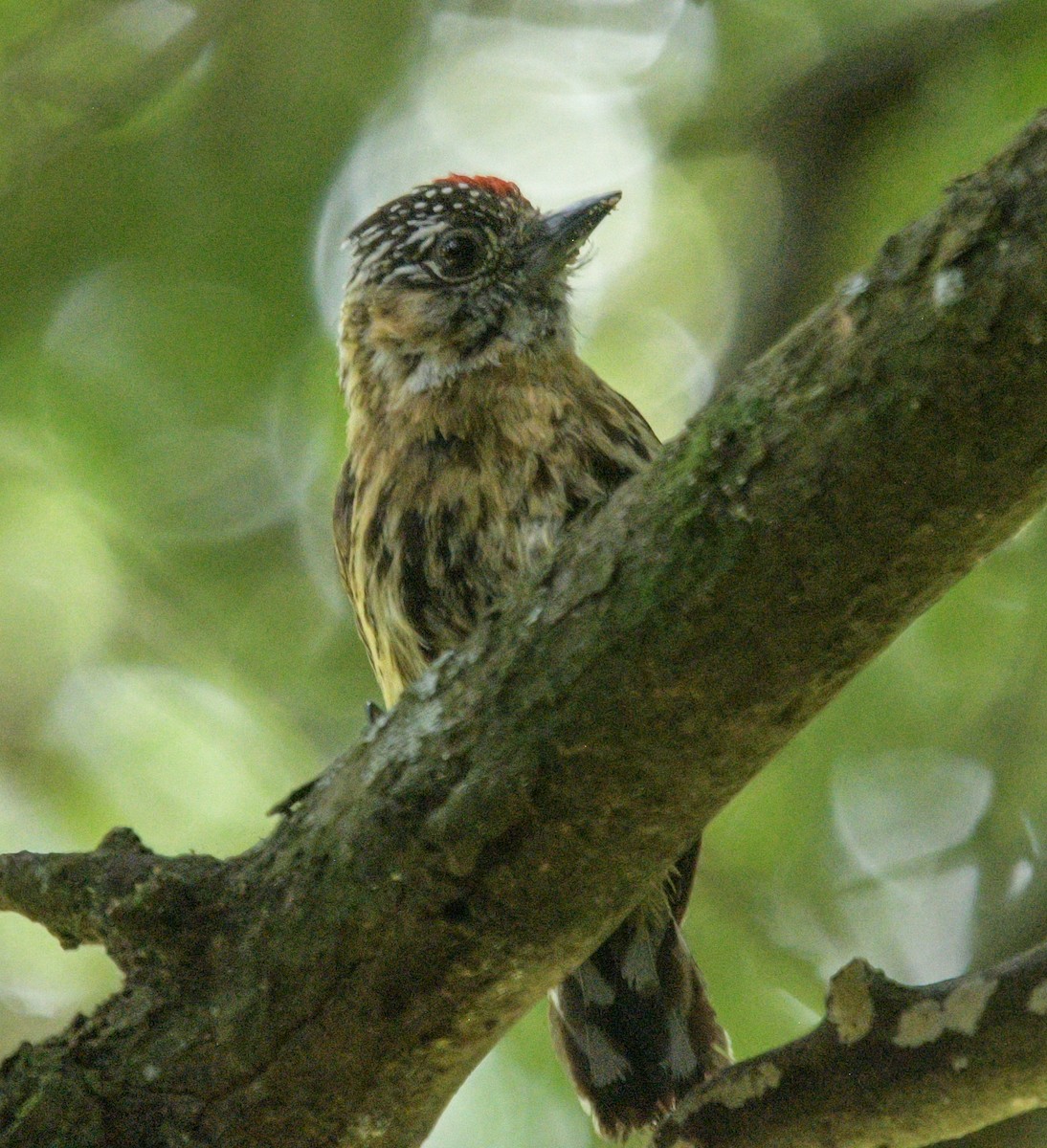 Mottled Piculet - ML627826991