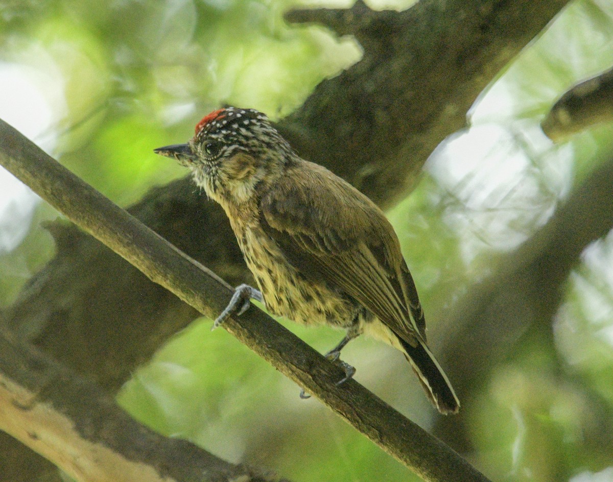 Mottled Piculet - ML627826992