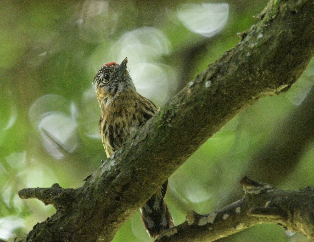 Mottled Piculet - ML627826993