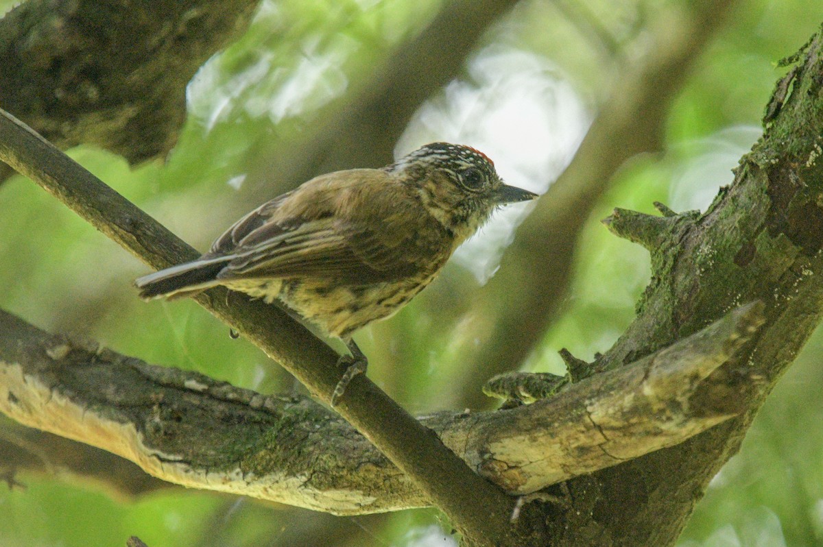 Mottled Piculet - ML627826994