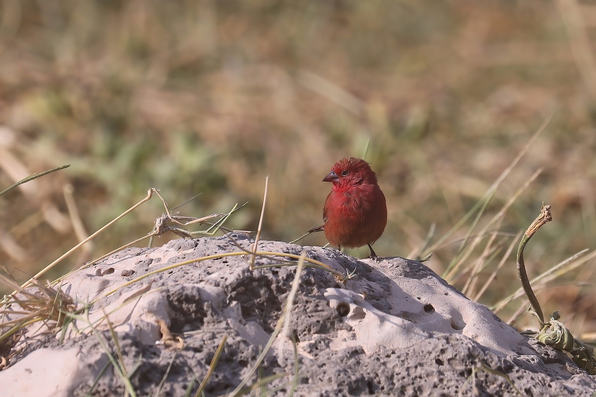 Red-billed Firefinch - ML627827036