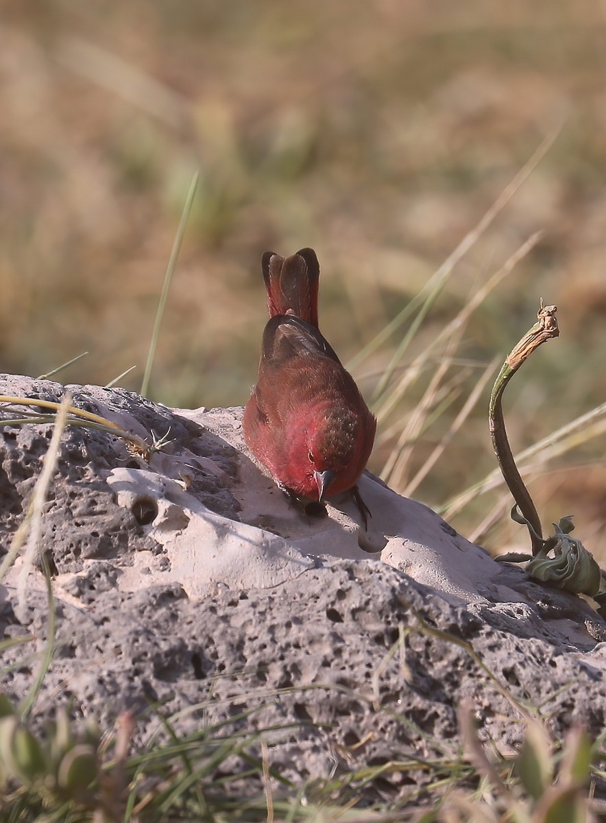 Red-billed Firefinch - ML627827037