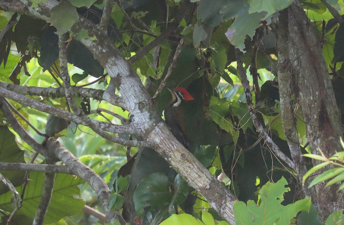 Olive-backed Woodpecker - ML627827090