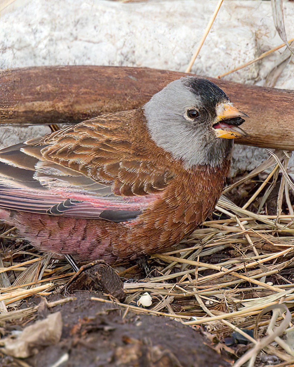 Schwarzstirn-Schneegimpel (littoralis) - ML627827096