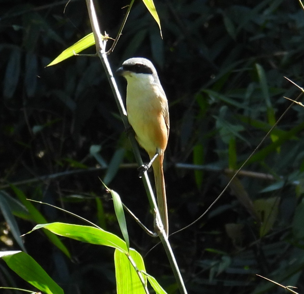 Gray-backed Shrike - ML627827100