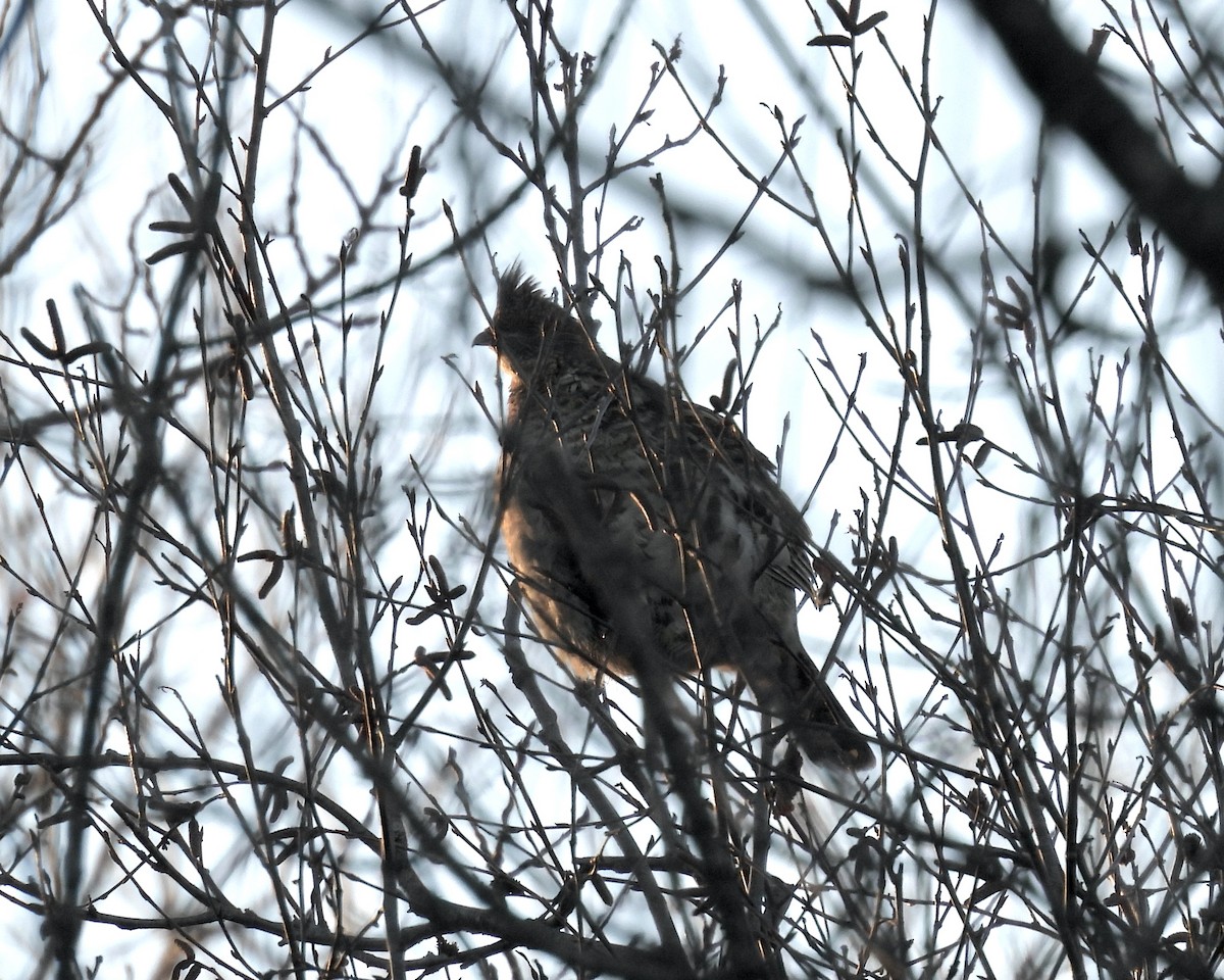 Ruffed Grouse - ML627827101