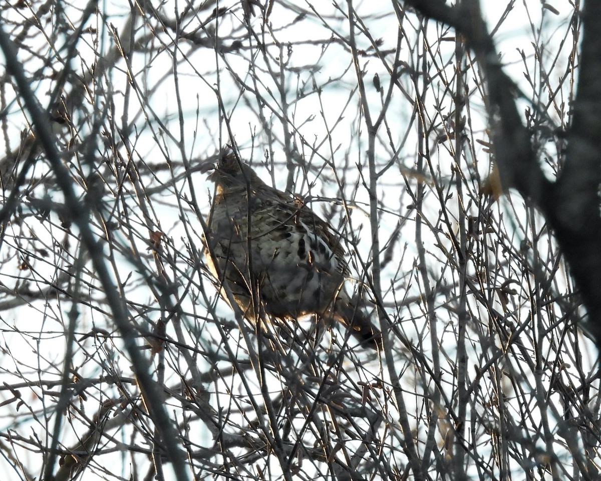 Ruffed Grouse - ML627827102