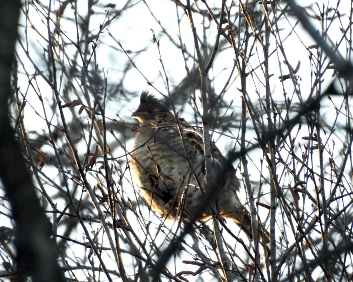 Ruffed Grouse - ML627827104