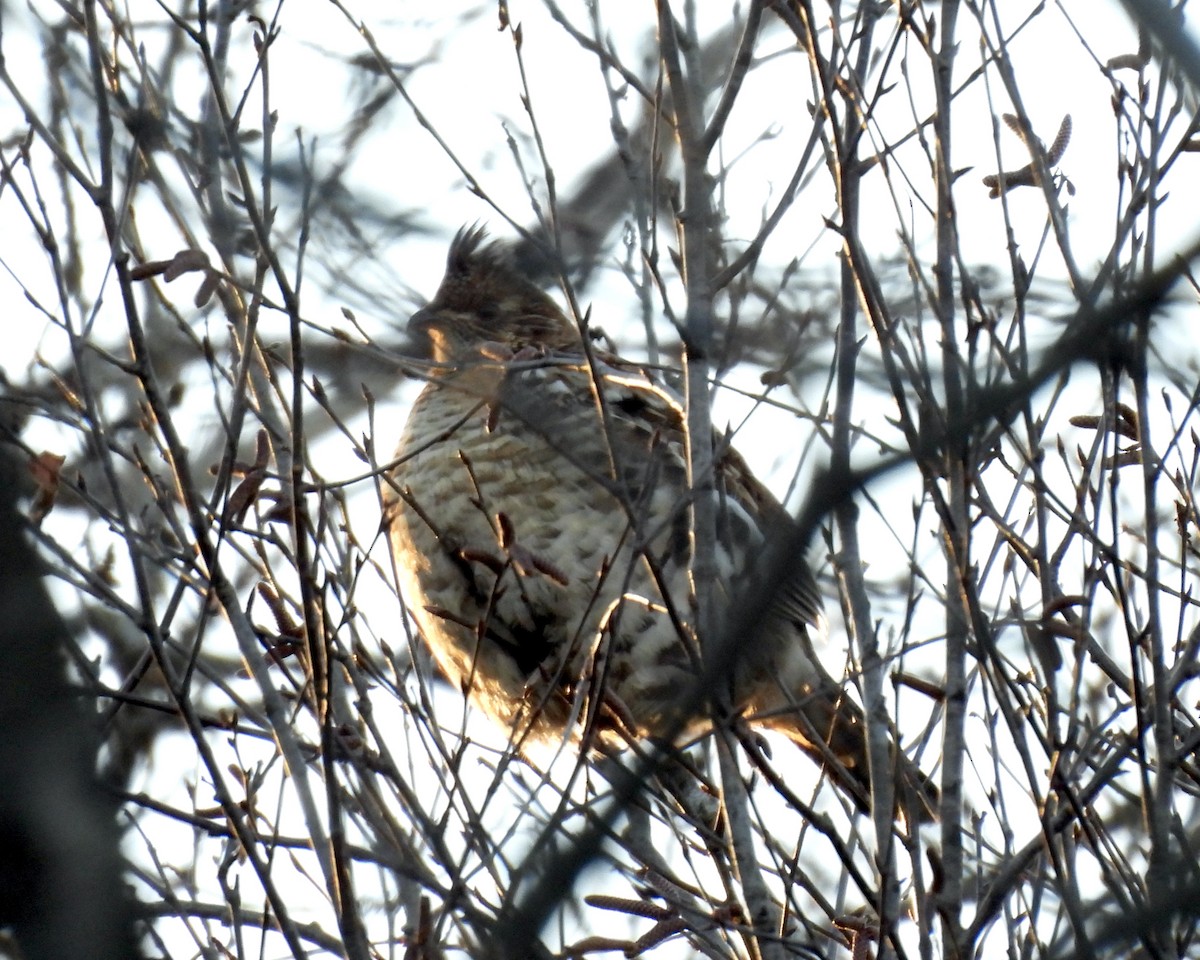 Ruffed Grouse - ML627827107