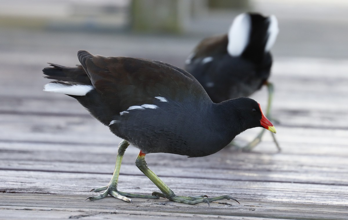 Common Gallinule - ML627827161