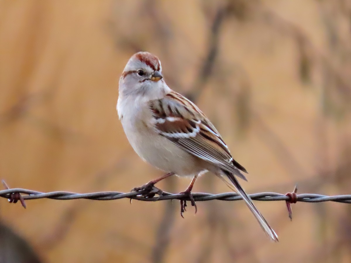 American Tree Sparrow - ML627827163