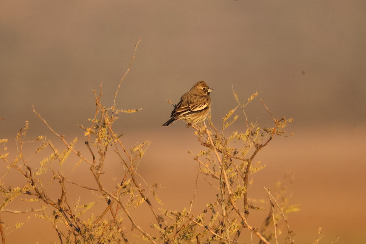 Lark Bunting - ML627827164