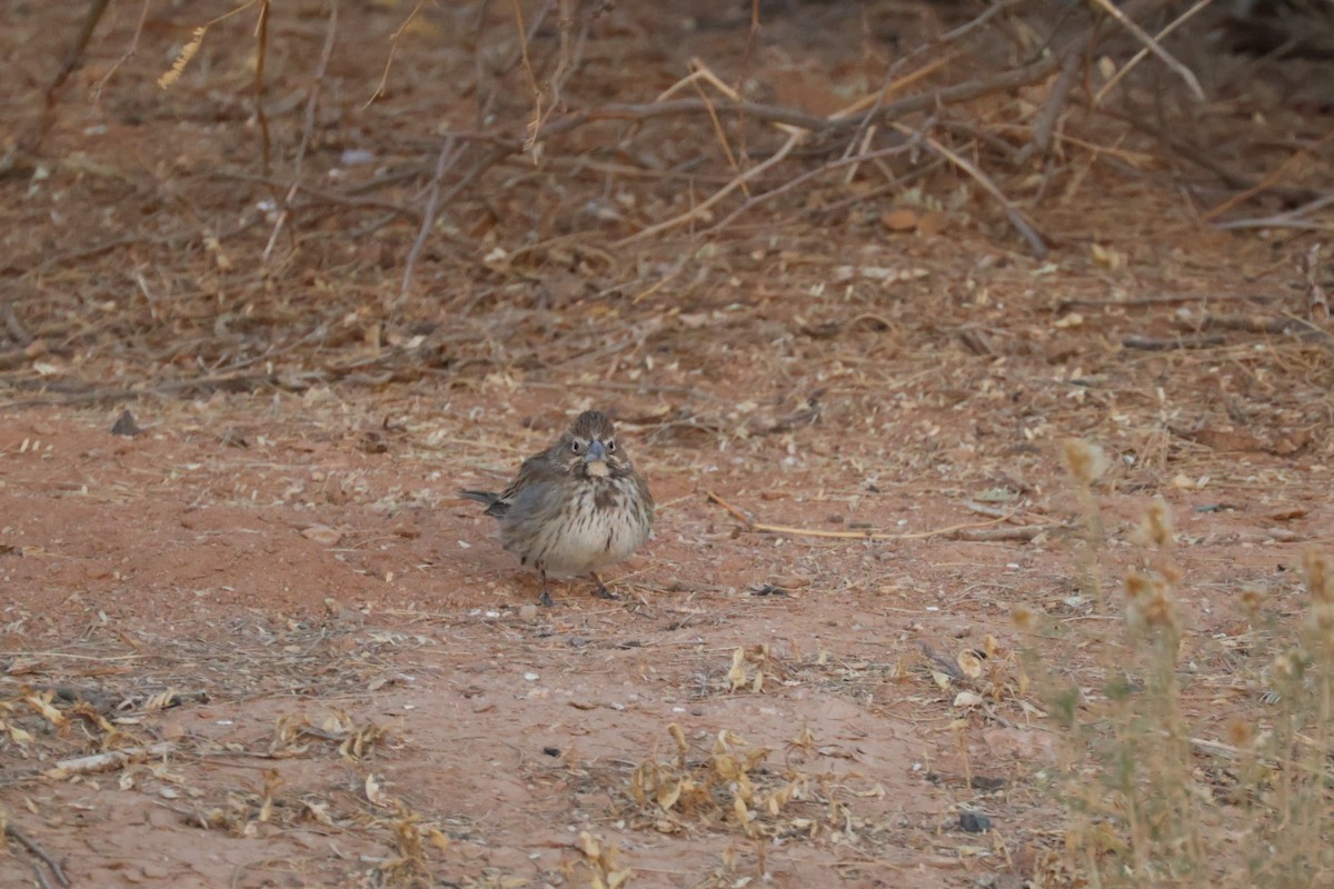 Lark Bunting - ML627827167