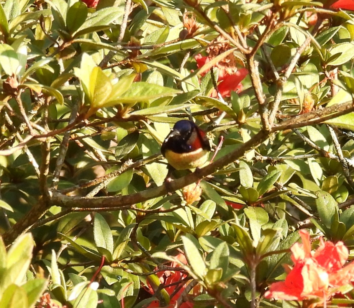 Black-throated Sunbird - ML627827182