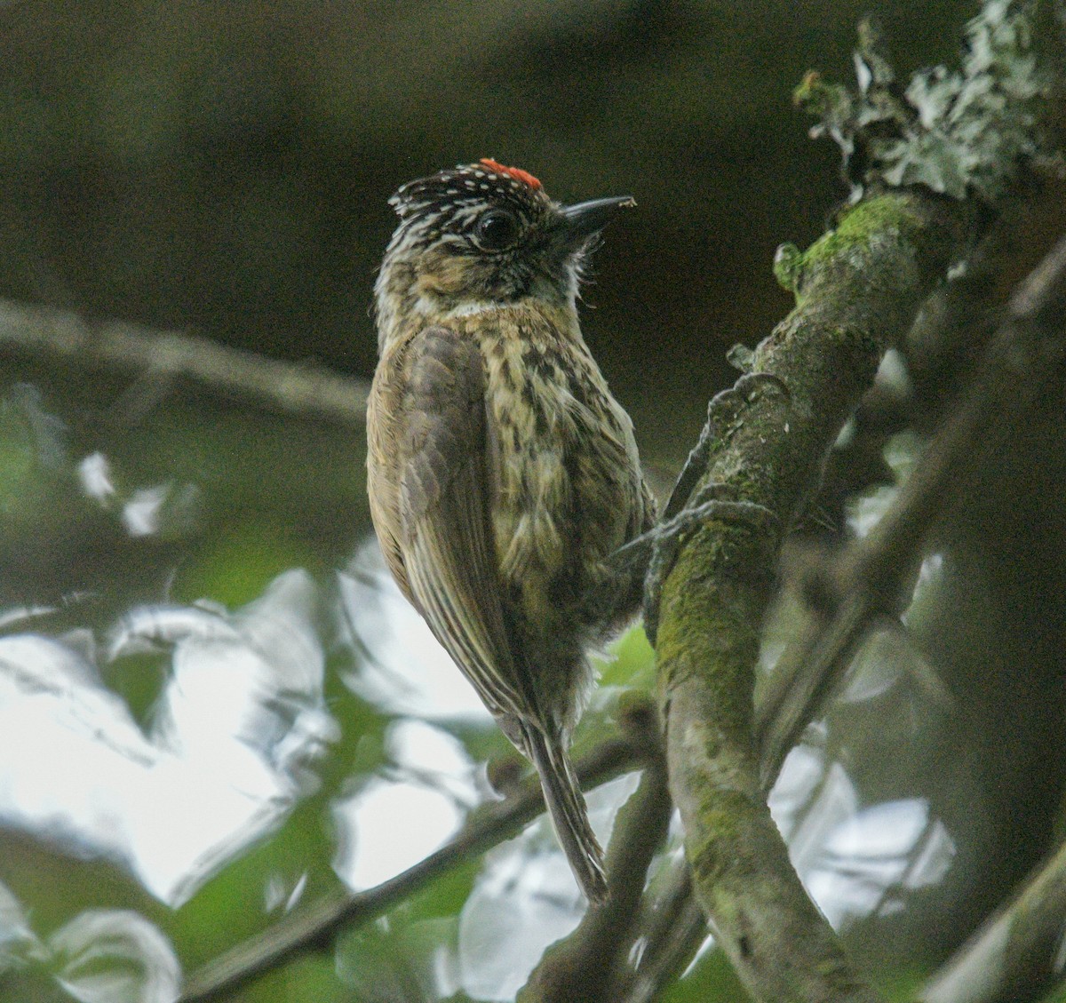 Mottled Piculet - ML627827202