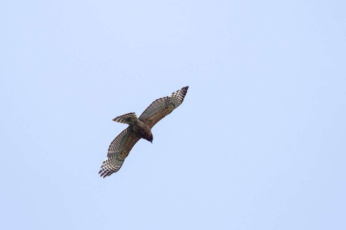 Red-shouldered Hawk - ML627827222