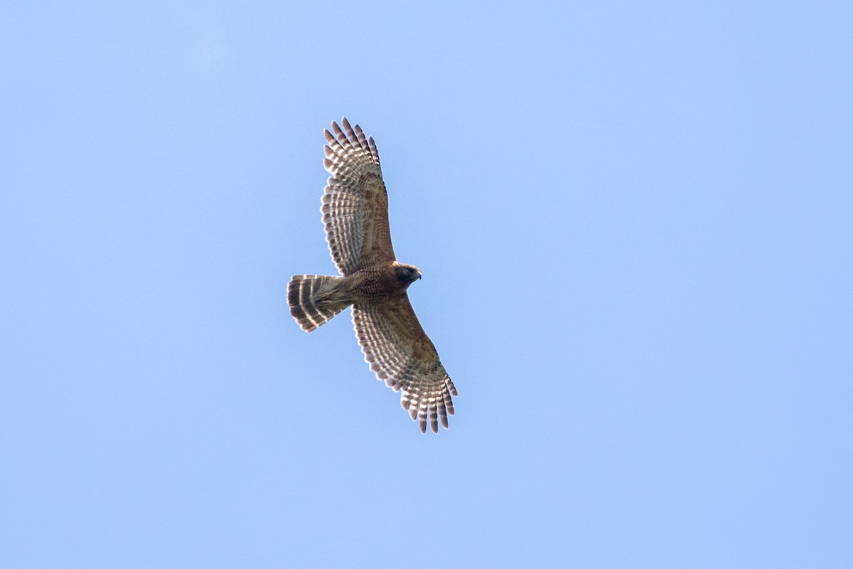 Red-shouldered Hawk - ML627827223