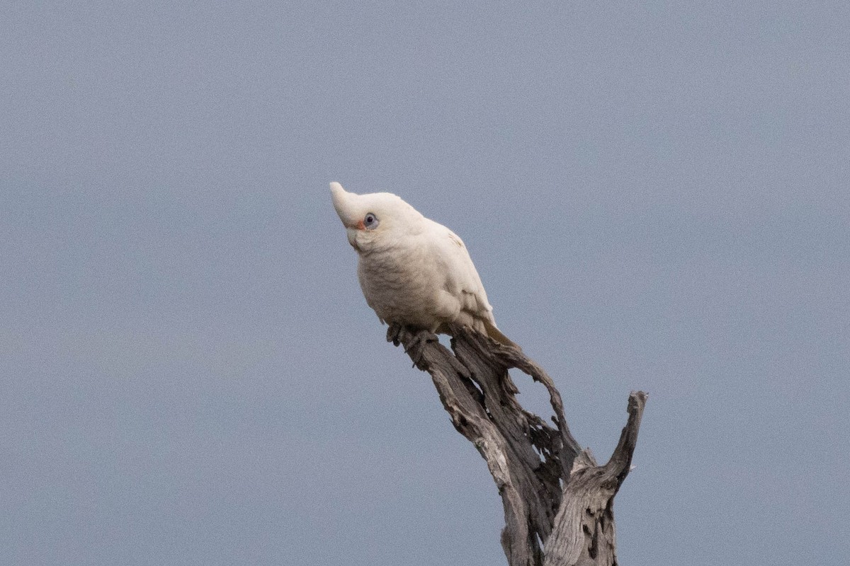 Little Corella - ML627827285