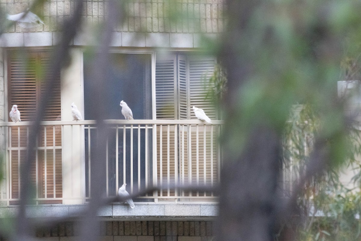 Little Corella - ML627827286