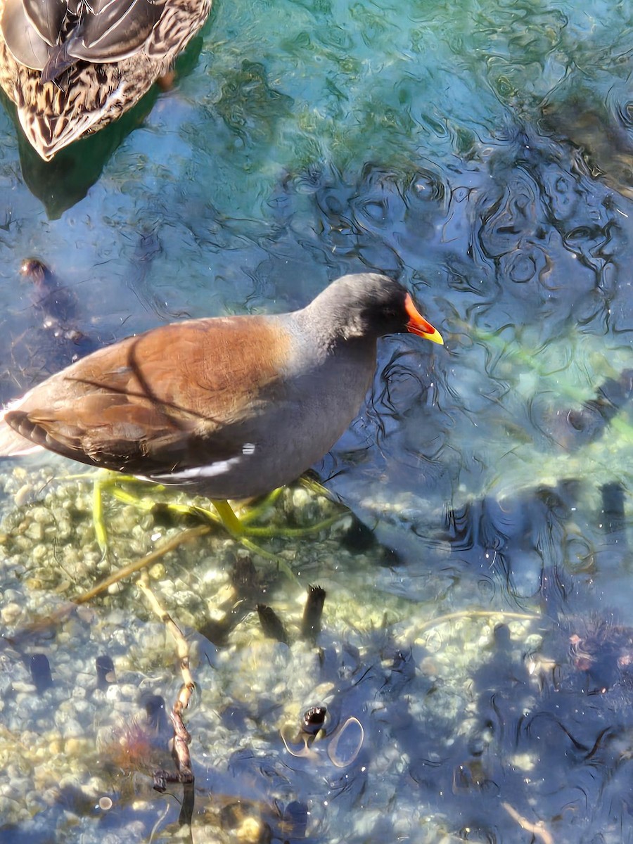 Common Gallinule - ML627827404