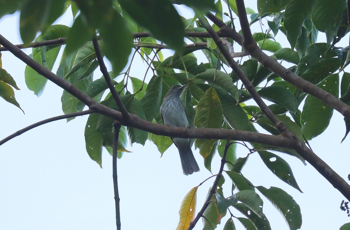 Streaked Bulbul - ML627827518