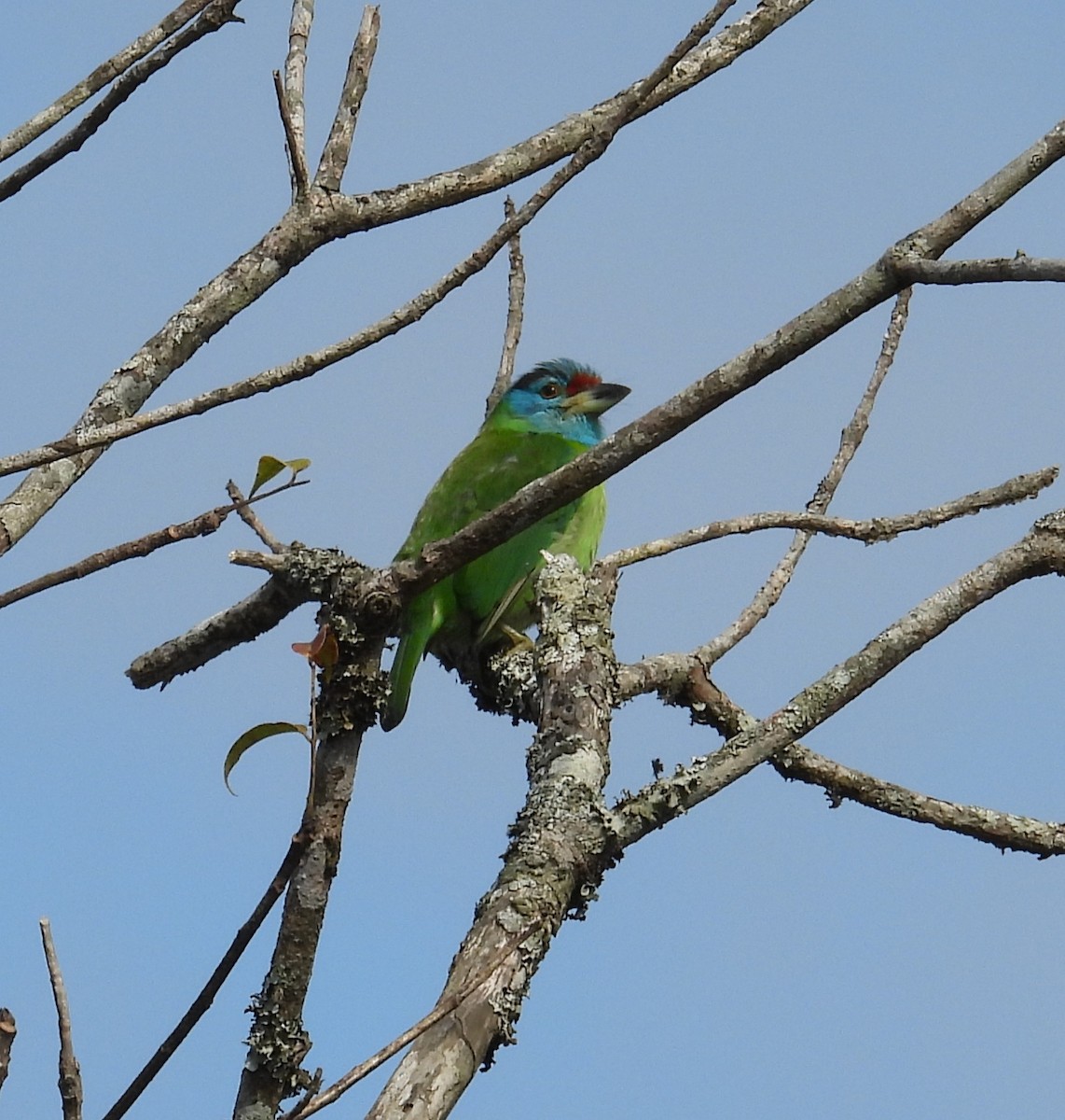 Blue-throated Barbet - ML627827526